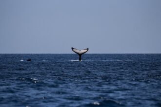 Bitcoin whales