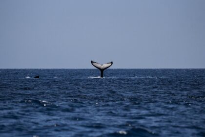 Bitcoin whales