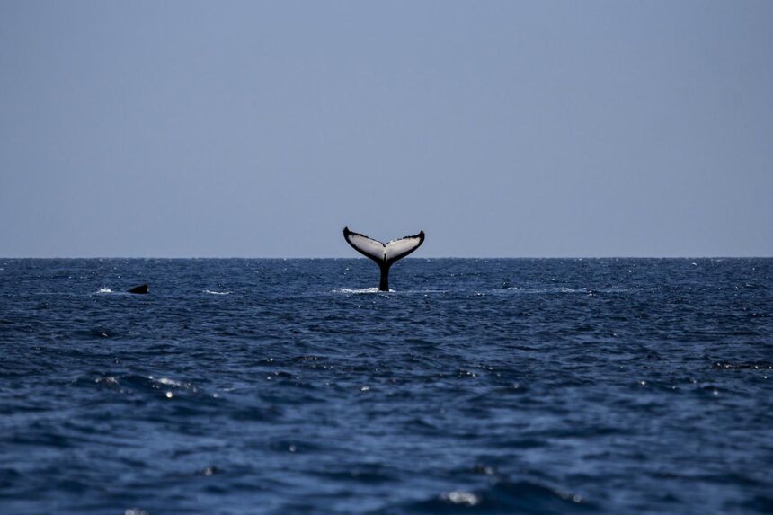 Bitcoin whales