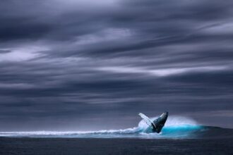 Eth, eth whales, voc, voiceofcrypto