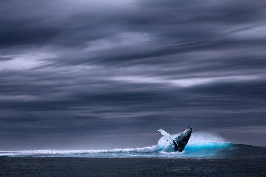 Eth, eth whales, voc, voiceofcrypto