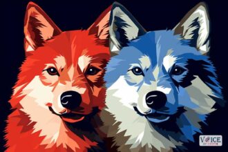 Shiba inu shib voice of crypto