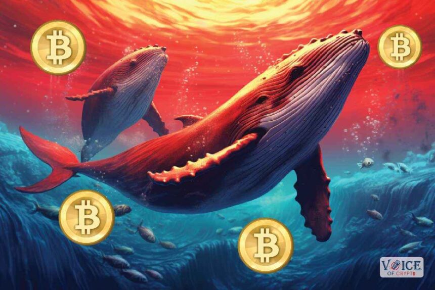 Crypto whales BTC ETH DOGE voice of crypto Trellor